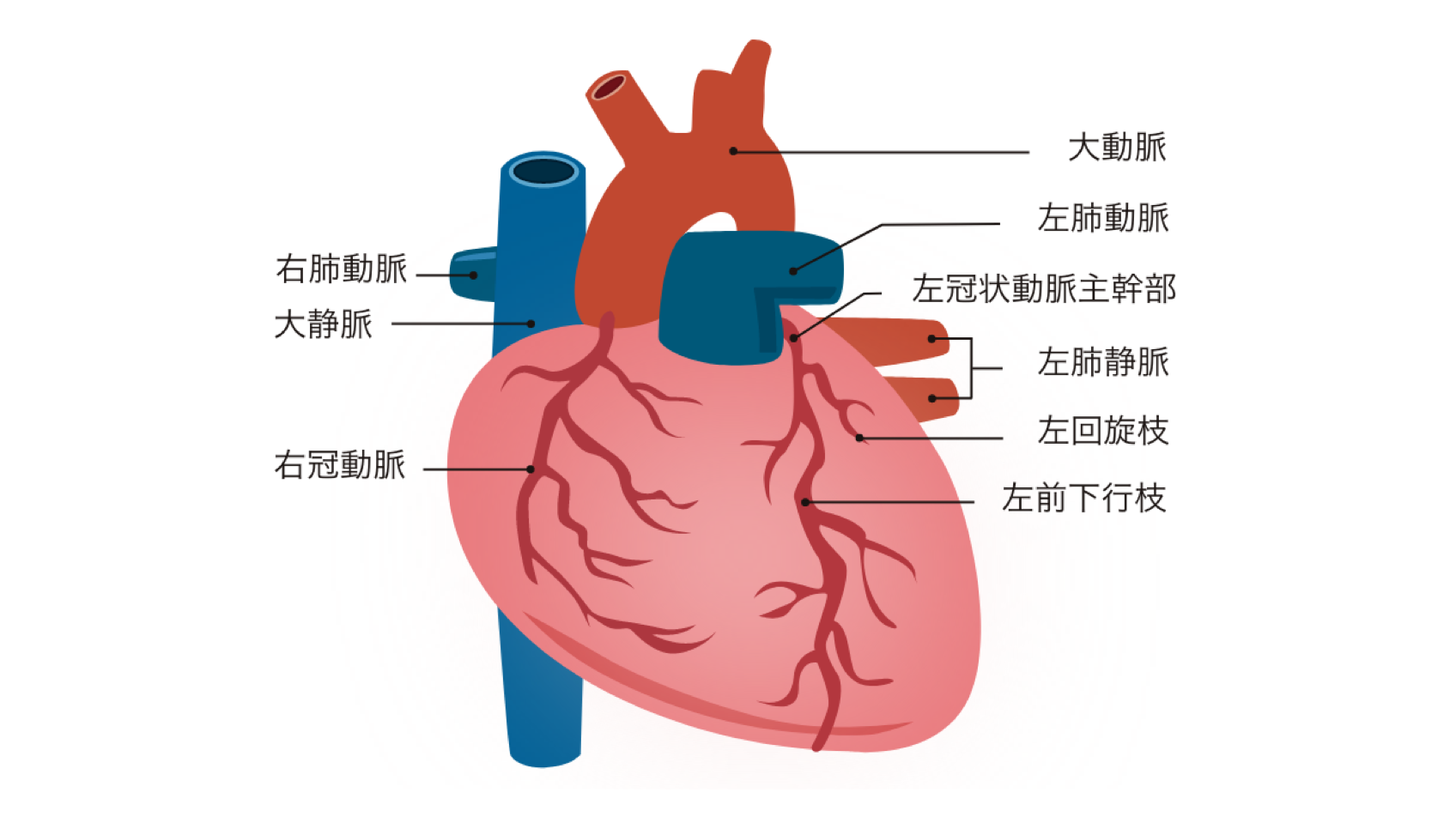 糖尿病による心臓の合併症って？｜心筋梗塞について｜糖尿病と