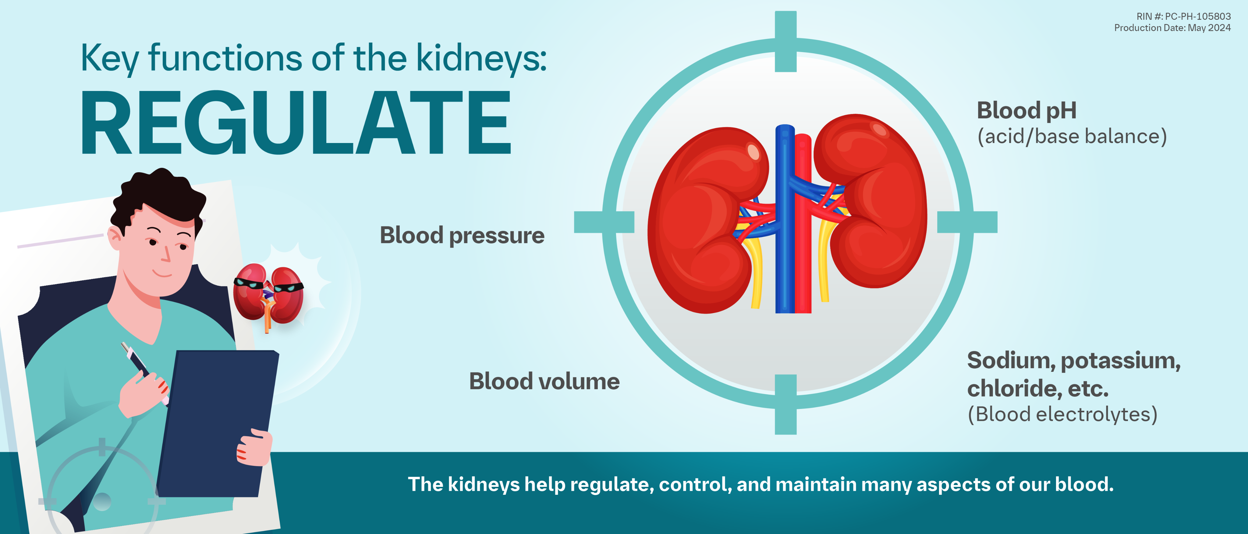 How Kidneys Work? | It starts with you