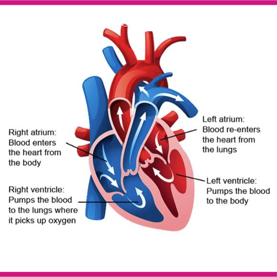 About heart failure | Your Health Hub