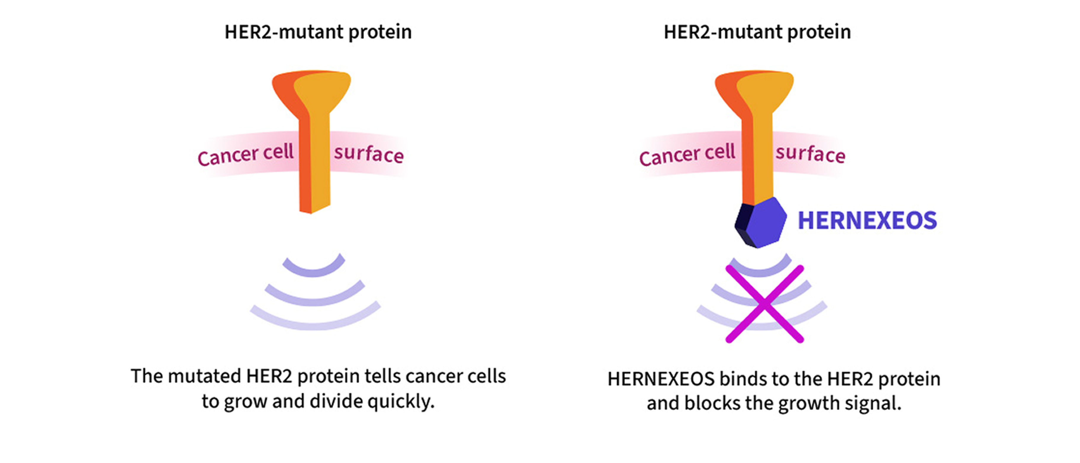 Treatment For HER2 Metastatic NSCLC HERNEXEOS zongertinib Tablets 
